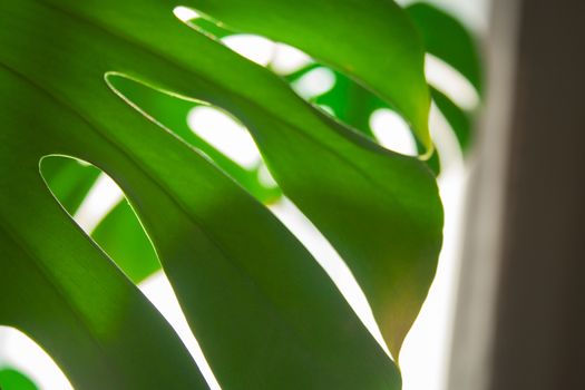 Real monstera leaves in home with sunlight for composition design.Tropical,botanical nature. Tropical leaves close up
