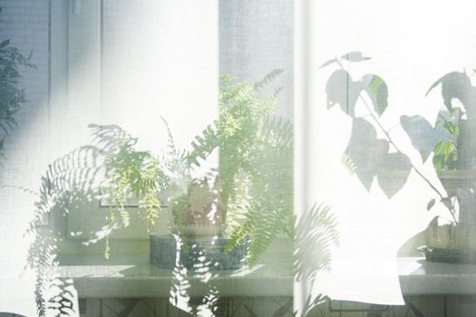 Sunlight from window into a room thick white curtains. Plants and trees on a windowsill.