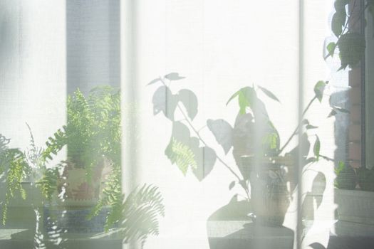 Sunlight from window into a room thick white curtains. Plants and trees on a windowsill.