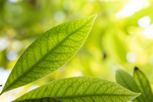 Close Up green leaf under sunlight in the garden. Natural background with copy space.