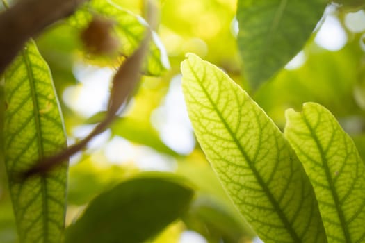 Close Up green leaf under sunlight in the garden. Natural background with copy space.