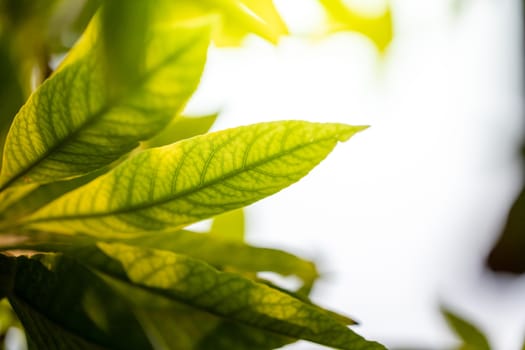 Close Up green leaf under sunlight in the garden. Natural background with copy space.