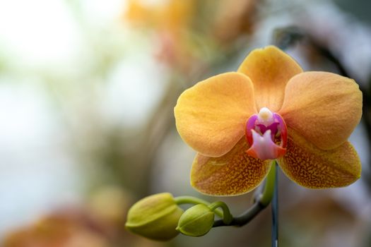 Beautiful blooming orchids in forest, On the bright sunshine