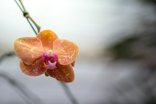 Beautiful blooming orchids in forest, On the bright sunshine