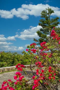 Beautiful flowers, shrubs and trees on a hill overlooking the bay on St Martin