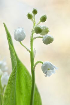 Flowers Smell Lily Of The Valley Or May-Lily With Drops