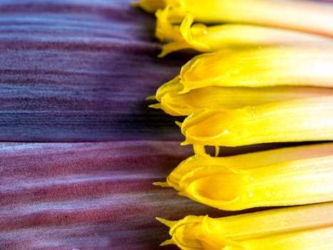 Texture and vivid color of Silver bluggoe banana blossom