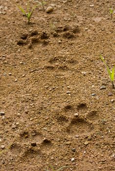 Dog footprint tread on soft soil ground