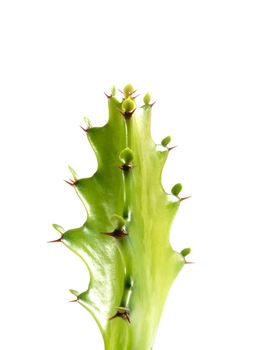 Freshness green bud of Euphorbia lactea, isolated succulent plant on white background