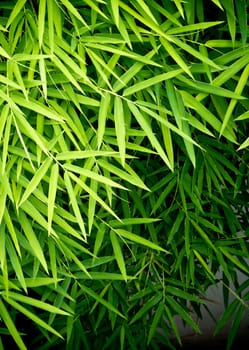 Vivid green color of bamboo leaf / green background