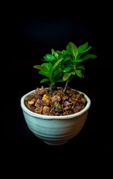 Small West Indian Jasmine plant in the white ceramic pot on black background