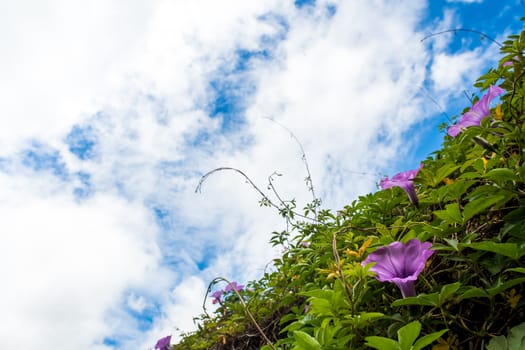 Purple flowers of Ivy plant and blue sky