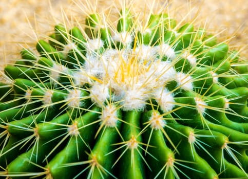 The golden barrel cactus, Echinocactus grusonii in the rock garden