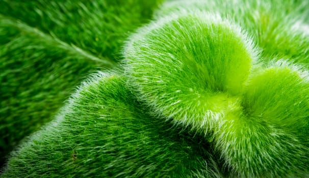 Leaves adorned with thick fur on the leaf surface