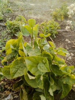 Betel_leaf plant image.