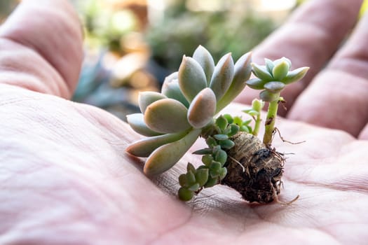 Small succulent on hand plant prepare for planting