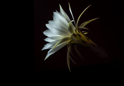 White color delicate petal with fluffy hairy of Echinopsis Cactus flower in hard light on black background