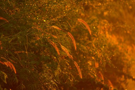 Grass flower and sparkling light from the dew from the morning light