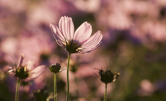 Pink Cosmos flower in the garden