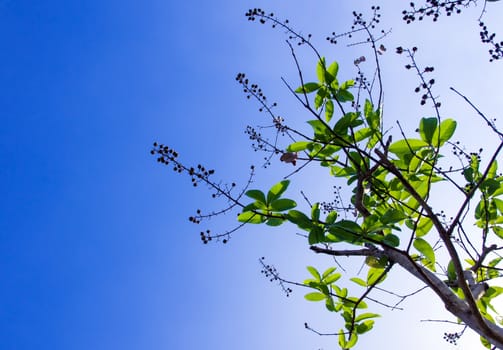 freshness leaves of Golden shower tree on blue sky and sunlight background