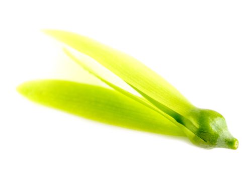 Young seed with fragile wing of White Meranti (Shorea roxburghii) fall on white background