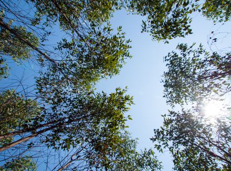 A Low Vantage Point to the sunlight sifting through the  leaves of eucalyptus trees , Looking up to the sky