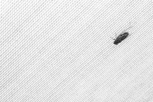 Cicada and the surface texture of canvas fabric ceiling