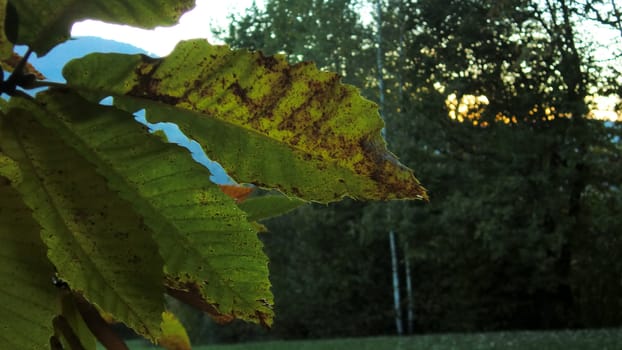 Chestnut leaves at sunset with green backgroun of trees