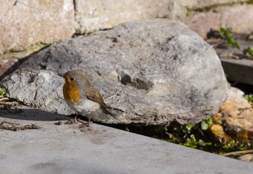robin bird in a garden in holland in April with a rock and small water as background