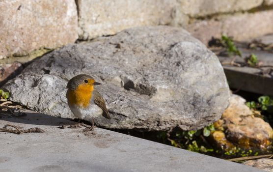 robin bird in a garden in holland in April with a rock and small water as background