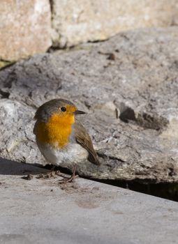 robin bird in a garden in holland in April with a rock and small water as background