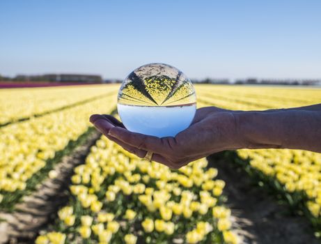 dutch tulips fields in purple and yellow seen through glass sphere ball in womans hand