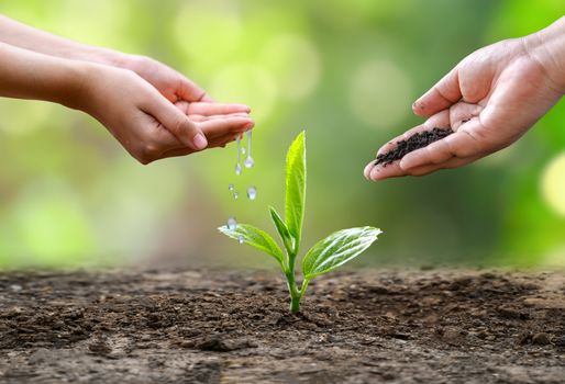 hand Watering plants tree mountain green Background Female hand holding tree on nature field grass Forest conservation concept