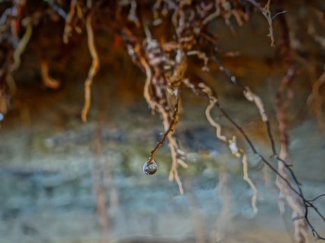 A small drop of water at the tip of a brown root.