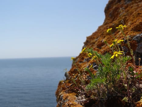 Several yellow flowers growing on the edge of a brown cliff hill.