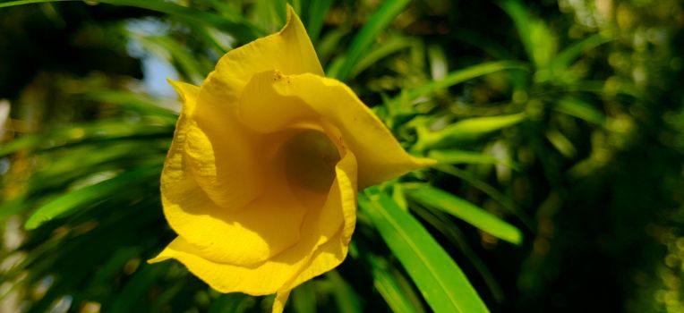 A macro of yellow oleander on a sunny day surrounded by green leaves