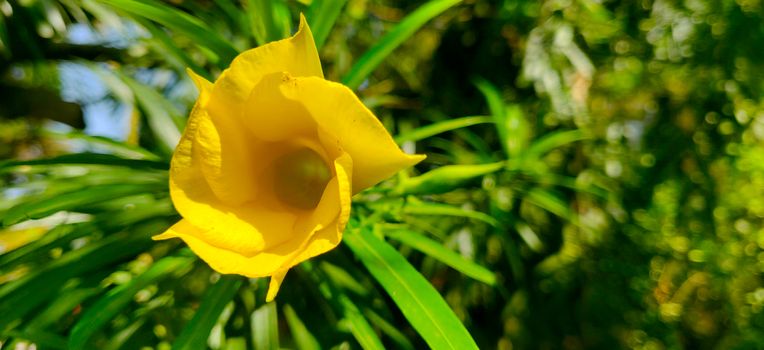 Landscape of yellow Oleander on a sunny day surrounded by green leaves and sky