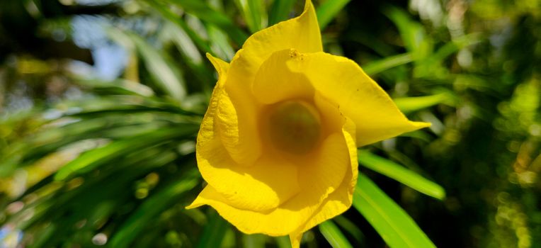 Yellow oleander macro shot in sunlight surrounded by green leaf