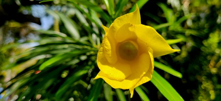 Crisp macro shot of yellow oleander in day light surrounded by green leaves and blue sky