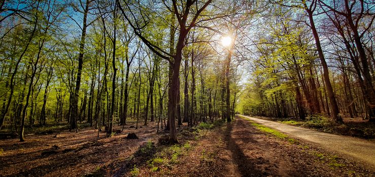 Beautiful green forest with sun shining through. Forest trail for walking and biking. Kottenforst, Germany.