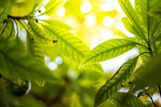 Close Up green leaf under sunlight in the garden. Natural background with copy space.