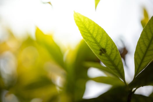 Close Up green leaf under sunlight in the garden. Natural background with copy space.