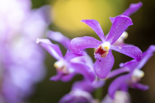 Beautiful blooming orchids in forest, On the bright sunshine