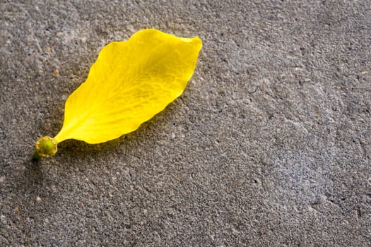 Yellow Petal of Golden shower (Ratchaphruek) flower on the concrete floor