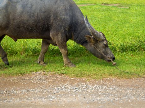 Buffalo grazing along the walking path in the countryside