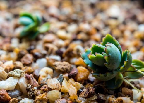 Sapling of Kalanchoe growing up on the gravel soil