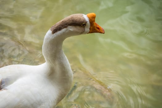 White goose, Brown head in lake