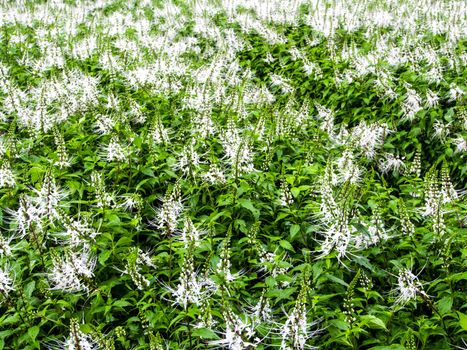 Cat's whiskers flower plantation in garden