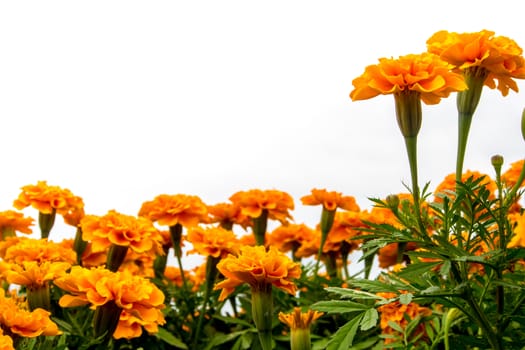The marigolds field, vivid orange color flower