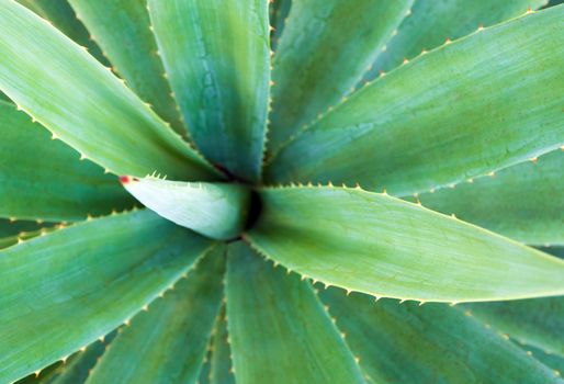 Agave succulent plant, close up white wax on freshness leaves with thorn of Agave leaf